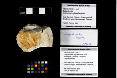 Foto (Objekt + Etikett) von Longodromites angustus (Reuss 1858)  (NHMW-GEO-1990-0041-3146)